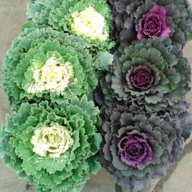 Brassica o Col ornamental